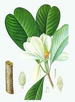 Magnolia Extract
