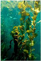 Kelp Extract