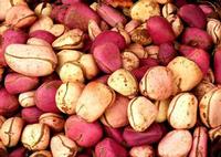 Kola Nut Extract