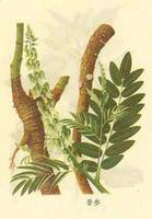 Kuhseng Extract 90%Oxymatrine Matrine