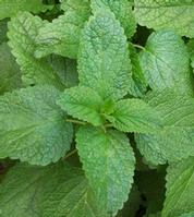 Lemon Balm Leaf Extract