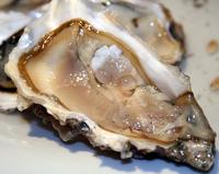 Oyster Extract