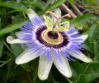 Chrysin Passiflora coerulea Extract