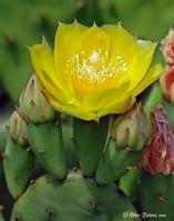 Pear cactus Extract