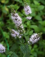 Peppermint Extract