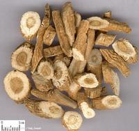 Radix Isatidis Extract