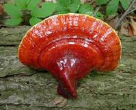 Red Reishi Mushroom Extract