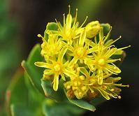 Rhodiola Rosea Extract