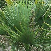 Saw Palmetto Extract