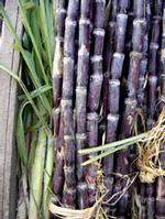 Sugar Cane Wax Extract 