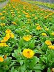 Calendula Extract