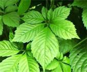 Gynostemma Extract