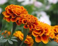 Marigold Extract
