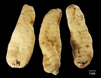 Gastrodin Gastrodia Tuber Extract