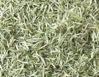 White Tea Extract 90% Polyphenols