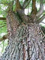 White Willow Extract