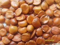 Ziziphus jujuba Extract
