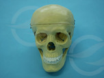 Scientific & Teaching Products
