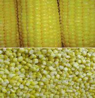 IQF sweet corn