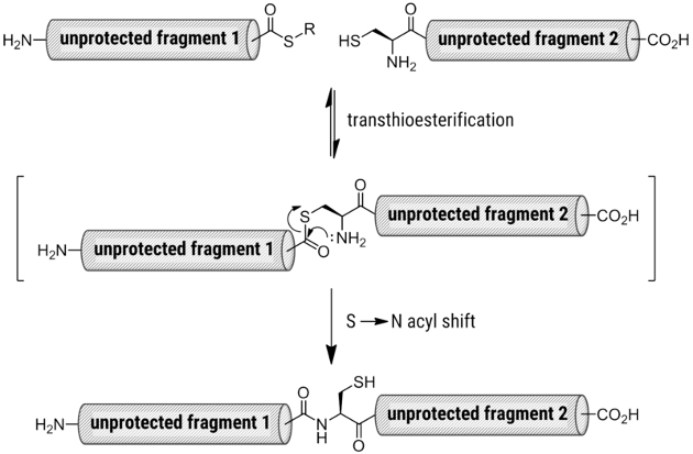 Long Peptide Sequences