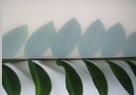 Transparent food grade silicone rubber sheet 