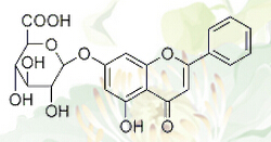 Chrysin-7-O-glucoronide
