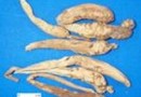 Adenophora Extract