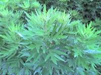 Aiye Leaf Extract