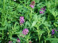 Alfalfa Extract