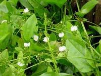 Alisma Extract