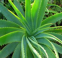 Aloe Vera Extract