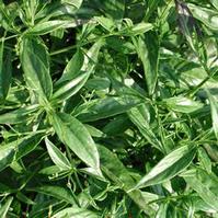 Andrographis Paniculate Extract