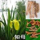 Anemarhenae Asphodeliodes Extract