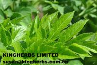 Angelica Keiskei Extract