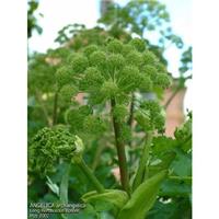 Angelica Extract