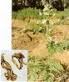 Angelicae Pubescentis Extract