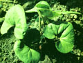 Asari/Wild Ginger Extract