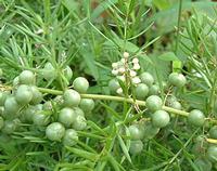 Asparagus Root Extract 