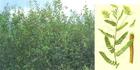 Astragalus / Baychi Extract