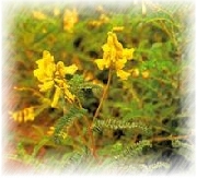 Astragalus Root P.E.