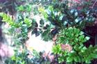 Bayberry Bark Extract