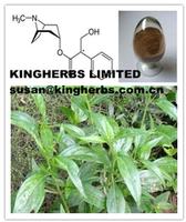 Belladonna Extract