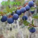  Bilberry Extract