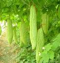 Bitter Melon Extract 
