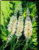 Black cohosh extract