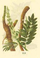 Bupleurum Extract