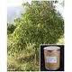  Boewellia Sorrata Extract