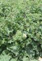 Burdock Root Extract
