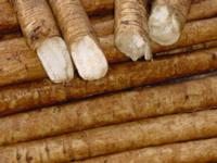 Burdock Seed Extract