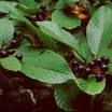 Cascara Sagrada Extract